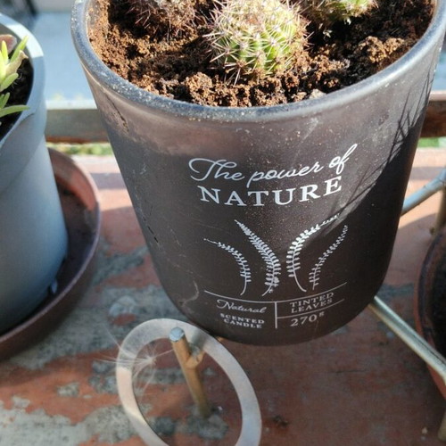 Σετ 4 μικροί σφαιρικοί κάκτοι Echinopsis με πυκνές αγκαθιές σε διακοσμητική γλάστρα