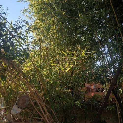 Bamboo cut pieces 3 to 4 meters