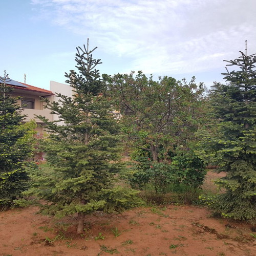 Mainalo and Caucasus fir trees new, height 3+ and 4+ meters