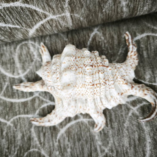 Spider shell finished like new, 13 centimeters