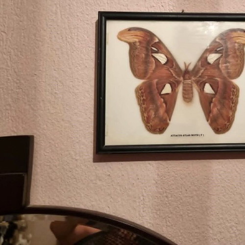 Atlas Moth (Attacus Atlas) collectible framed butterfly