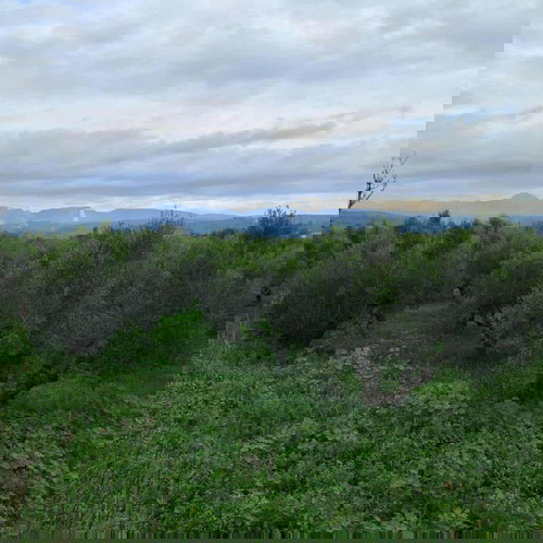 Olive grove 2.5 acres with 55 olive trees in Messinia, Romanos