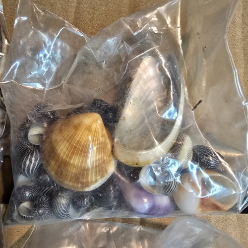 Decorative seashell set, 4 sealed bags for crafts