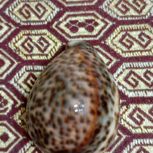 Cypraea tigris seashells like new, set of two, 8cm and 9cm