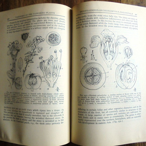 Taxonomy of Flowering Plants book used with rich illustrations