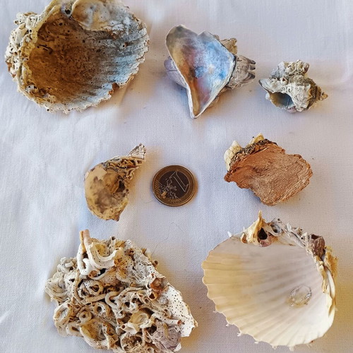 Barnacles and Shells Set new, ready to use