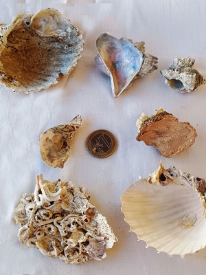 Barnacles and Shells Set new, ready to use