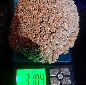Φυσικο κοράλλι 310 γραμμ