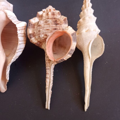 Collectible natural exotic seashells set of 4 pieces like new