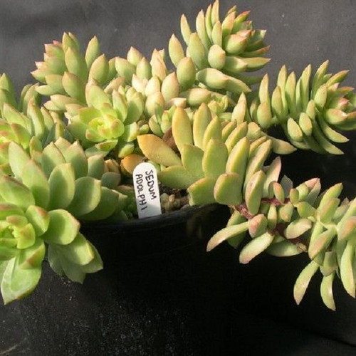 Sedum Ji Qiu Li succulent seeds, gold pink, pack of 25