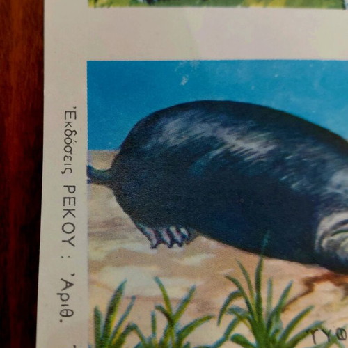 Collectible animal card by REKOU editions, 1960s, new