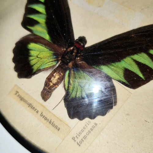 Butterflies in frame used with Trogonoptera brookiana and Prioneris formosana
