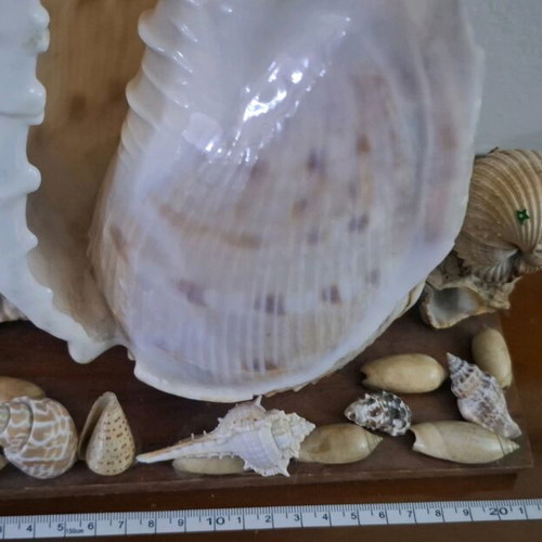 Decorative seashell composition used, wooden base