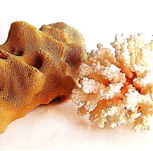 Παλιο Κοράλλι θαλάσσης μαζι με φυσικο Σφουγγαρι