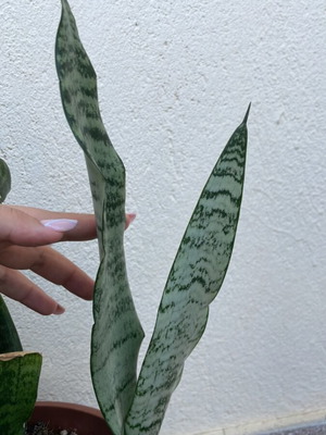 Sanseviera trifasciata cutting, like new, potted about 15 cm