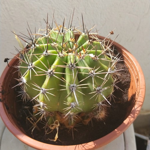 Echinopsis cactus large, like new, in plastic pot