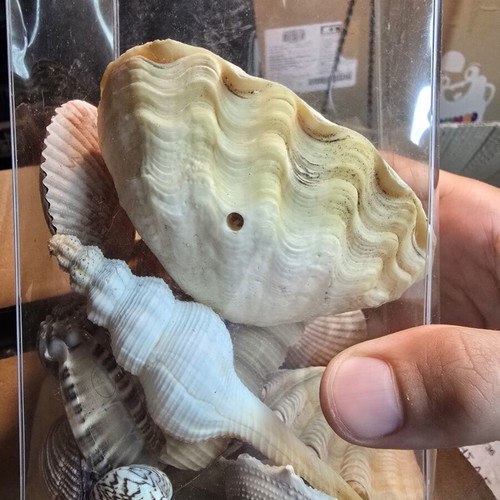 Set of natural decorative seashells and shells, coastal decor