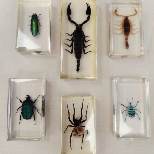 Deagostini insect collection used with plastic case