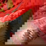  Μπικίνι