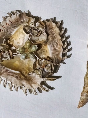 Set of 3 seashells like new with ceramic flower bouquet