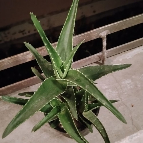 Φυτό σε γλάστρα Aloe vera και Aloe arborescens με πολλαπλά βλαστάρια