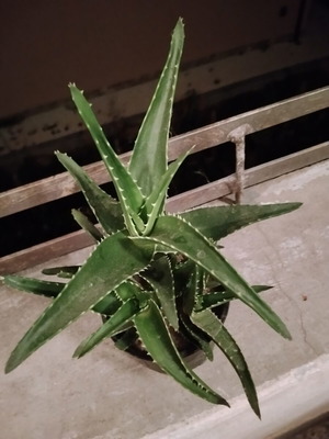 Φυτό σε γλάστρα Aloe vera και Aloe arborescens με πολλαπλά βλαστάρια