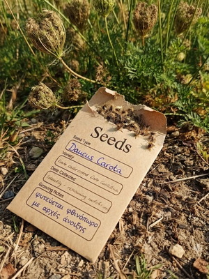Wild Carrot Seeds Daucus carota, pack of 20