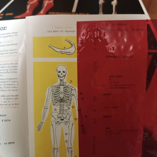 Vintage educational anatomy model with Greek book and red membrane new