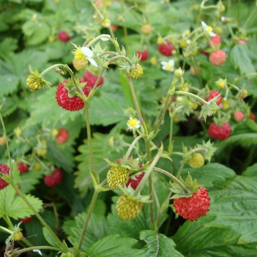 Fragaria Vesca wild strawberry seeds, pack of 30