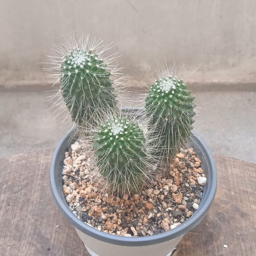 Mammillaria Spinosissima Un Pico cactus in nursery pot new