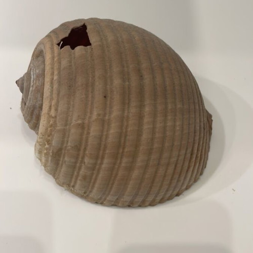 Tonna shell used, 10x13x15cm, with 2 holes