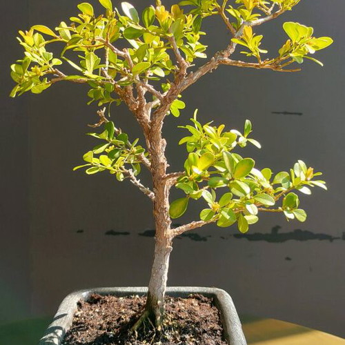 BONSAI  buxus