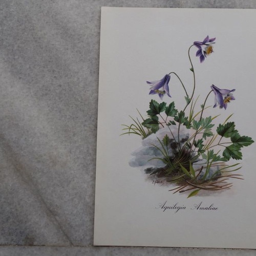Set of 4 used watercolor reproductions with wildflowers