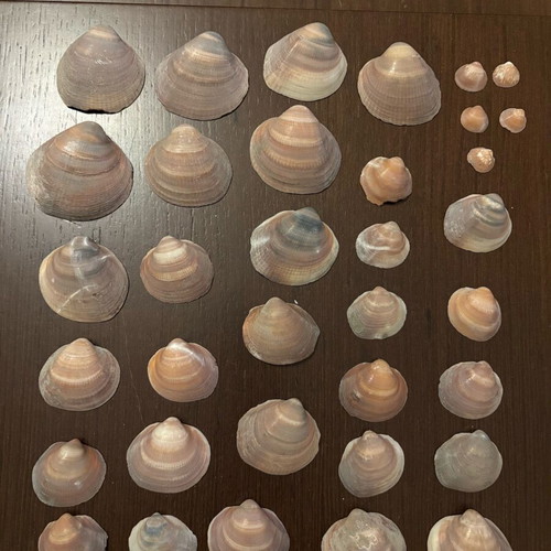 Seashells used, pack of 35 small and large