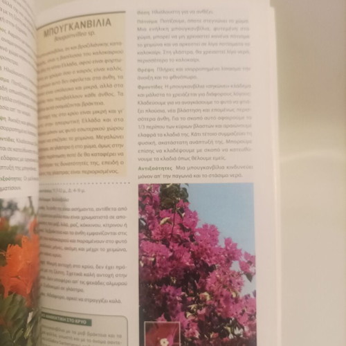 The 100 Best Plants for Garden Blooming All Year New