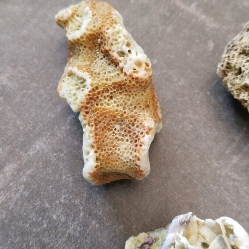 Rare rocks used, pack of 7 pieces, coral from Sri Lanka