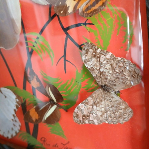 Vintage Brazilian framed butterflies like new