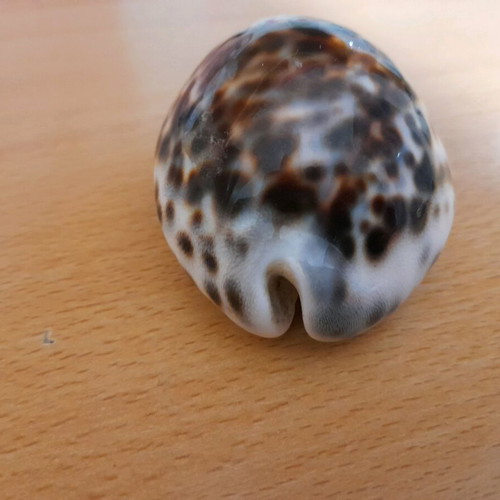 Cypria Tiger Shell 9cm like new, rare find