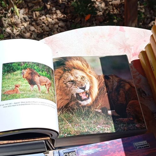 Children's books new, pack of 4 with pictures