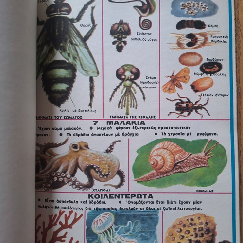 Vintage Zoology and Natural History Notebooks like new, set of 2