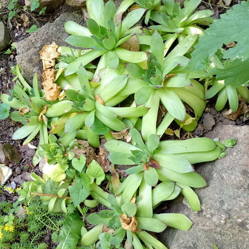 Debelec succulent plant new