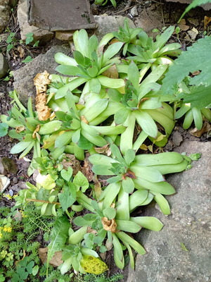 Debelec succulent plant new