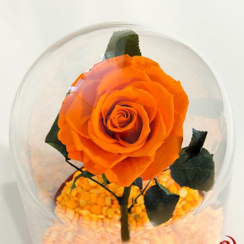 Orange natural eternal rose in large glass dome new