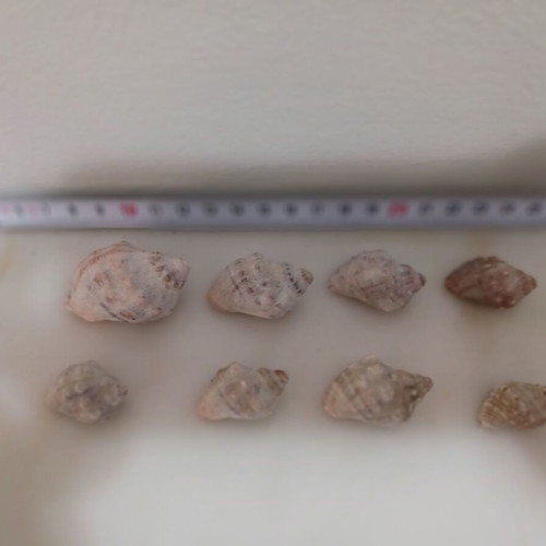 Muricidae Thais Haemastoma shells new, pack of 8 pieces