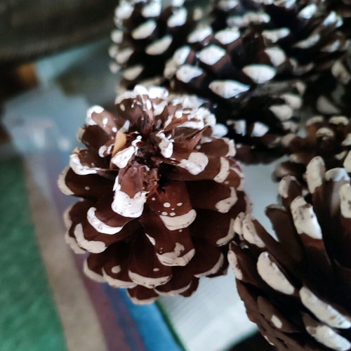 Decorative pine cones like new, pack of 21 pieces