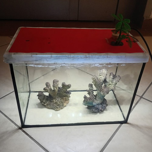 Glass aquarium with decorative corals and lighting, used