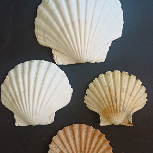 Natural Scallop Shells Set of 4 Like New