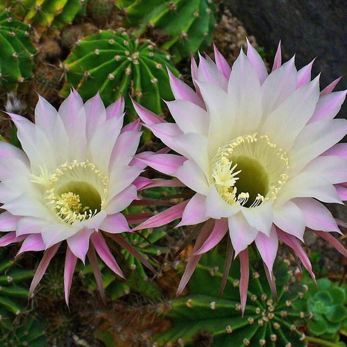 Echinopsis cacti, 14 three-year-old plants