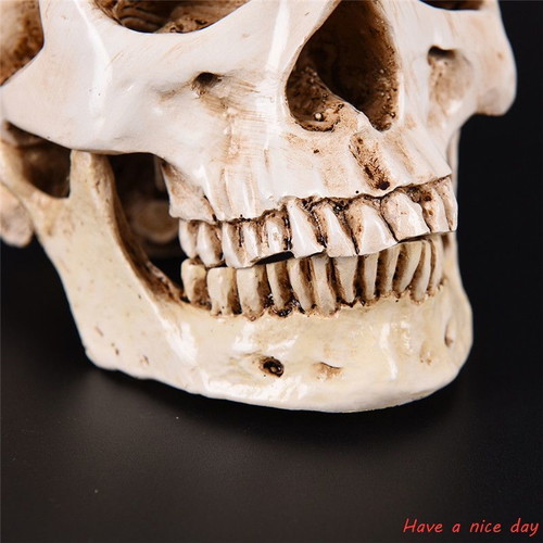 Skull handmade, accurate medical replica, new