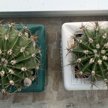 Echinopsis cacti in pots, 4 years old, set of 4